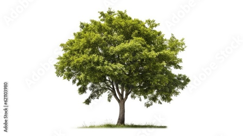 single tree with a clipping path on a white backdrop.