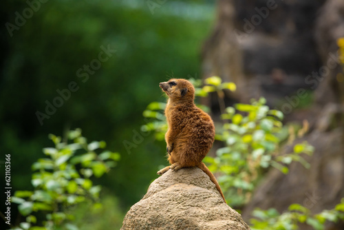 Meerkat family member (Suricata suricatta) on guard