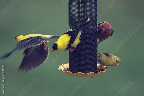 finches on a feeder