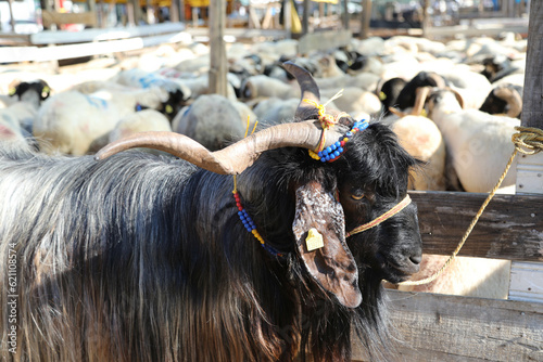 Livestock and Sacrifice Feast
