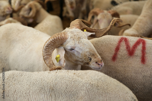Livestock and Sacrifice Feast