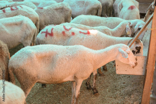 
sacrifice market