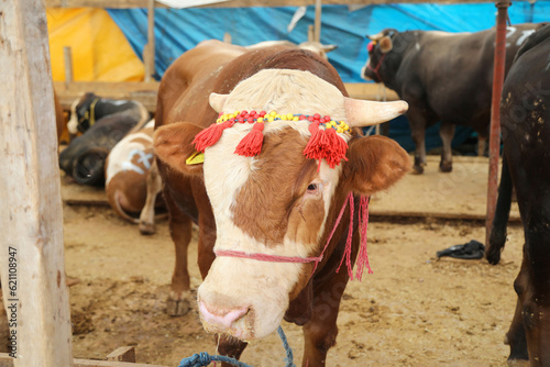 Livestock and Sacrifice Feast