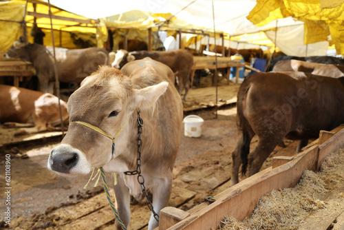 cows in a farm