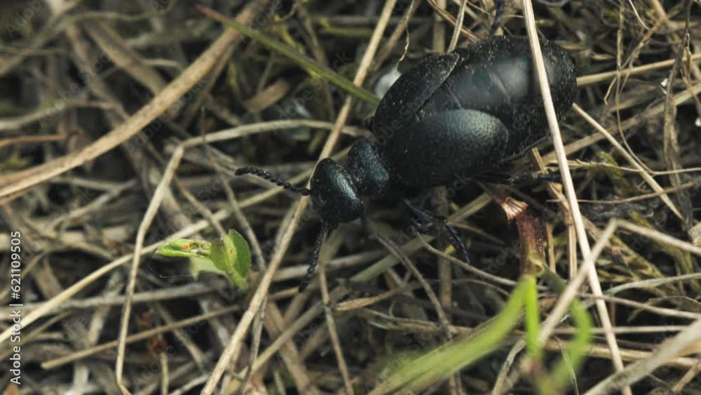 European Oil Beetle Meloe proscarabaeus Runs and Explores the Summer Forest, macro shot European Oil Beetle Meloe proscarabaeus Runs and Explores the Summer Forest, macro shot