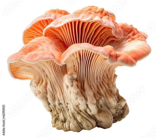 peach mushroom fungus isolated on transparent background cutout, generative ai
