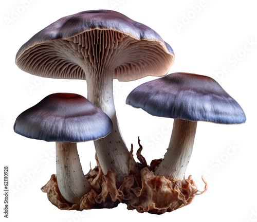 small group of iridescent cortinarius iodes mushrooms isolated on transparent background cutout, generative ai photo