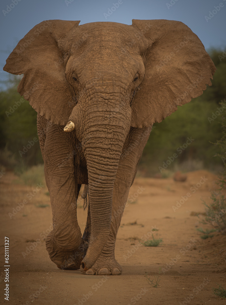 Elephant Portrait Namibia 