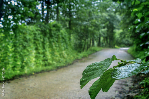 leaves on the road