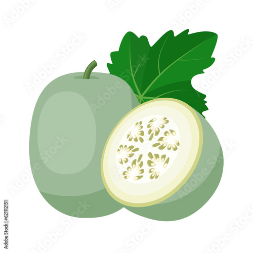 Vector illustration, Wax gourd or Benincasa hispida, also called ash gourd, white gourd, winter melon or Chinese preserving melon, isolated on white background.