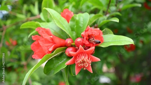 Pomegranate flower (Punica granatum) with a honey bee, red blossom