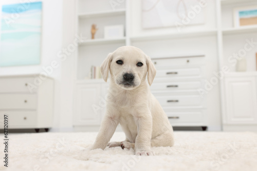 Cute little puppy on white carpet at home