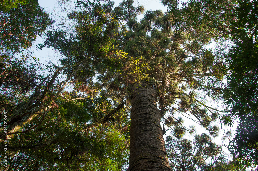 Fototapeta premium old tree in the forest , brazil