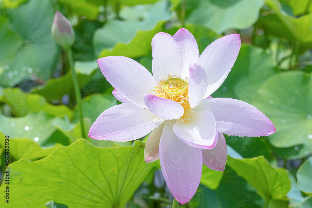 雨上がりに綺麗に咲いたうすピンク色の蓮の花 雨上がりに綺麗に咲いたうすピンク色の蓮の花