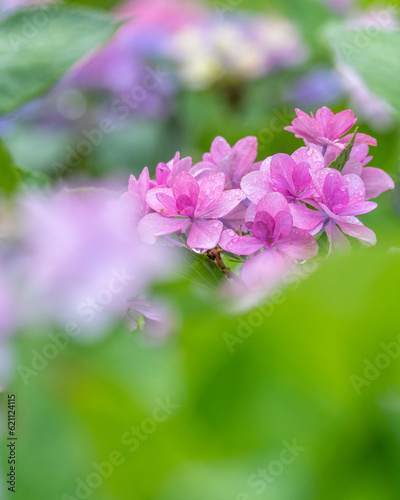 茨城県北茨城市　満開のあじさいの森