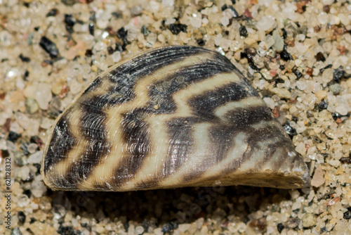 Zebra Mussel - Dreissena polymorpha