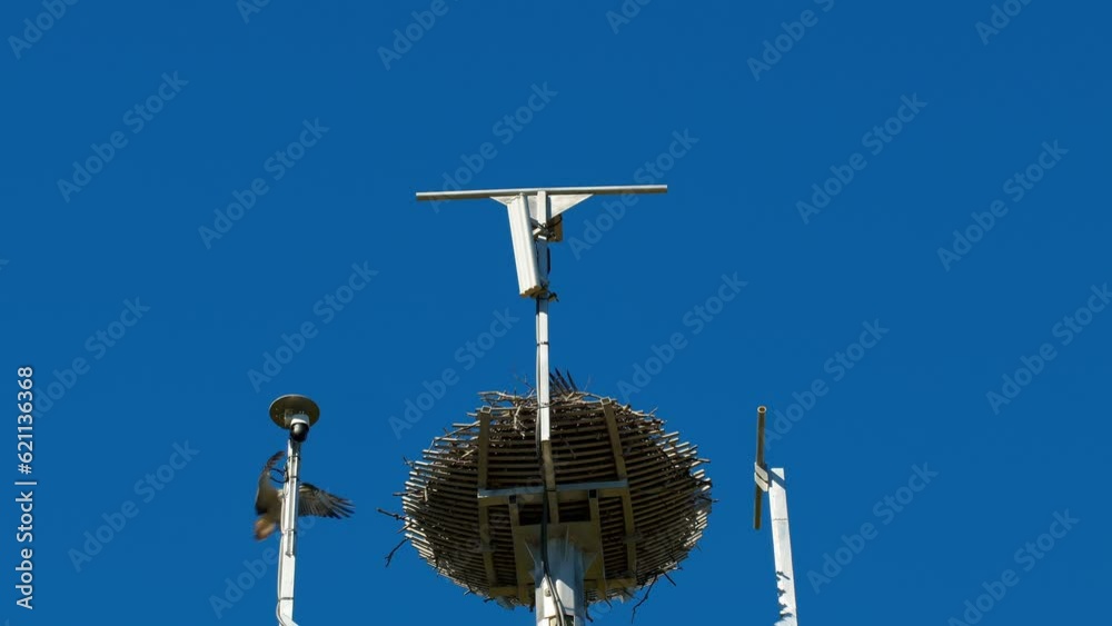 A Pair of Eastern Osprey Landing on Their Nest. A Pair of Eastern Osprey Landing on Their Nest.