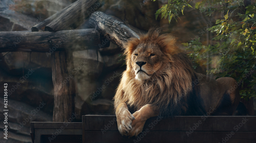 Naklejka premium A beautiful portrait of a majestic lion against the background of mountains, logs. Lion in the zoo.