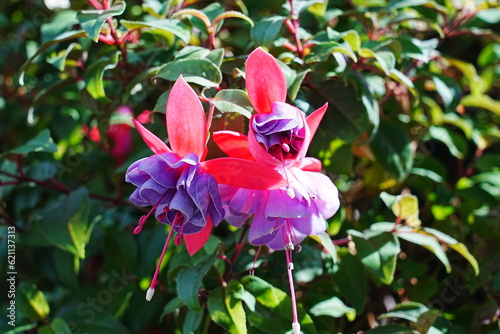 close up of Fuchsia Fuchsia 'Voodoo' | Prince of purple, Fuchsia, Flower garden | 倒掛金鐘 photo