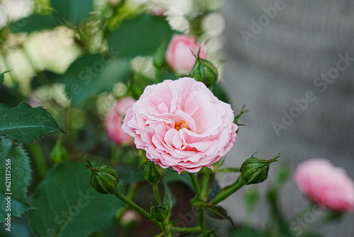 Rosa centifolia, commonly known as the Cabbage Rose or Hundred-Petaled Rose, is a well-known and highly fragrant rose species. photo