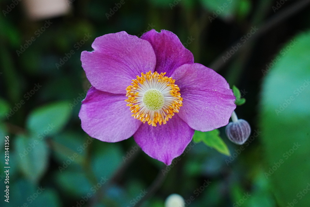 Purple Japanese Anemone Purple Japanese Anemone