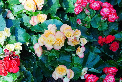 Begonia × tuberhybrida Voss is a hybrid tuberous begonia, prized for its large, colorful, and ruffled flowers.