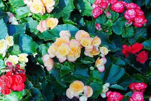 Begonia × tuberhybrida Voss is a hybrid tuberous begonia, prized for its large, colorful, and ruffled flowers.