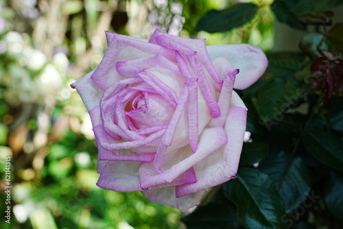 Rose (Rosa 'Conrad Ferdinand Meyer')