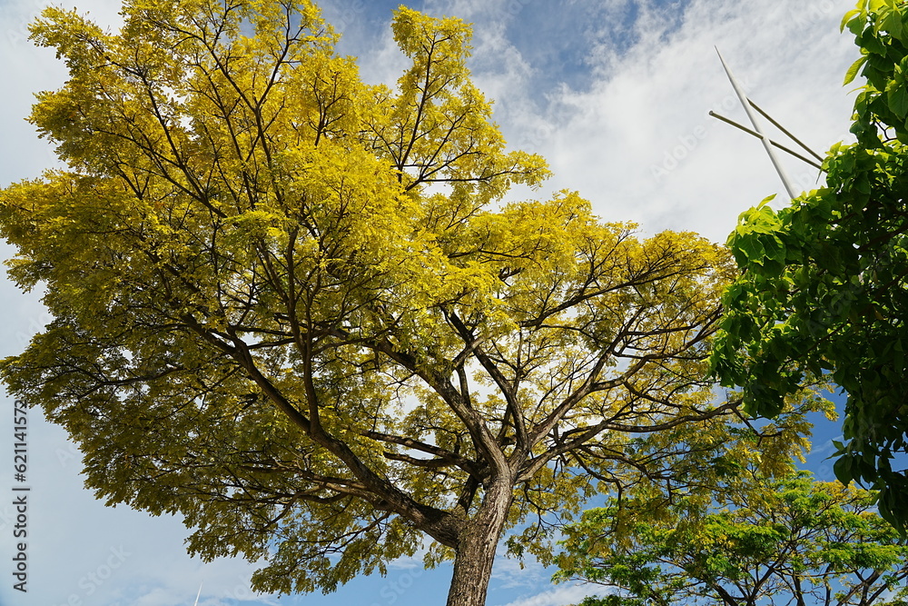 Obraz premium tree in autumn background 