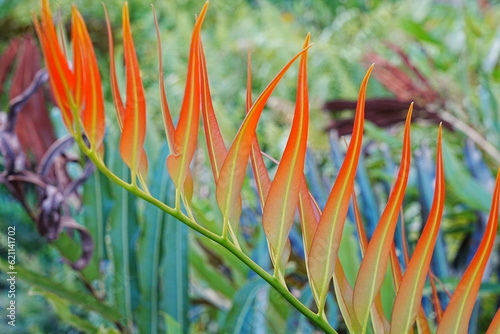 The rows of vertical reddish tips of the Piai raya, Acrostichum aureum ferns photo