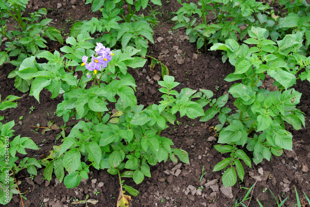 A bush of flowering potatoes in the backyard A bush of flowering potatoes in the backyard