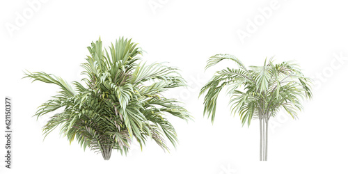 tree isolated on white background, palm tree isolated on white background