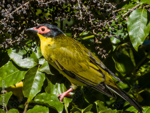 Australian Figbird in Queensland Australia photo