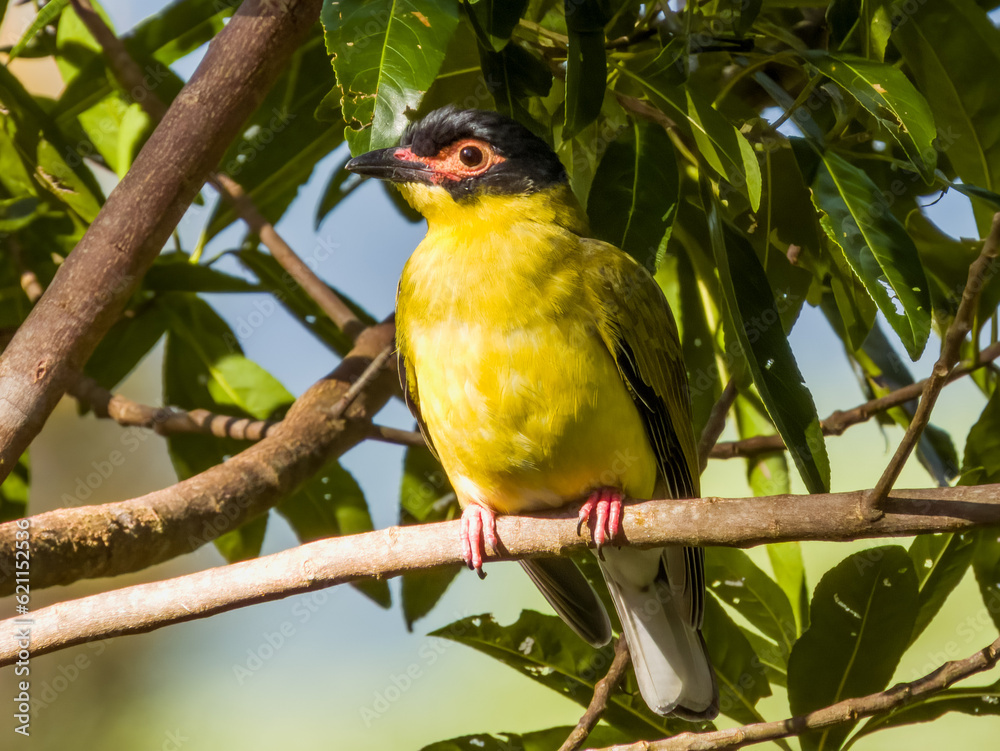 Australian Figbird in Queensland Australia Australian Figbird in Queensland Australia