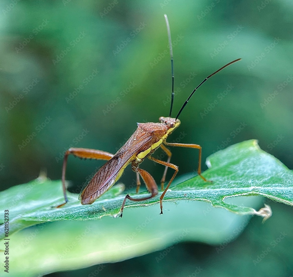 insect macro on leaf in nature background
