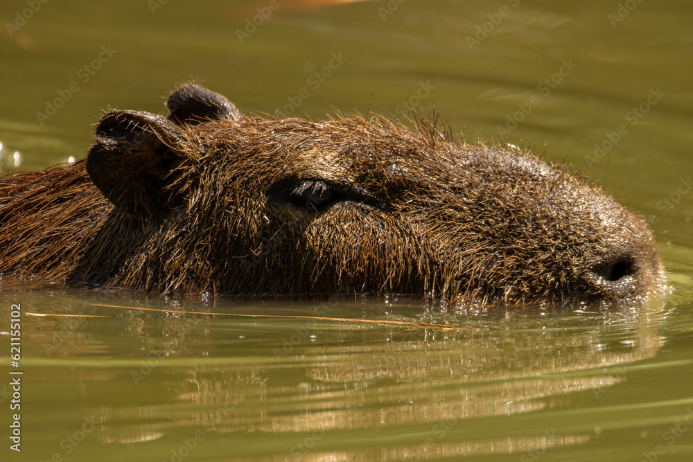 THE CAPYBARAS ARE VERY SOCIABLE, CUTE ANIMALS AND THEY ARE THE LARGEST RODENTS IN THE WORLD, THEY LIVE IN SOUTH AMERICA THE CAPYBARAS ARE VERY SOCIABLE, CUTE ANIMALS AND THEY ARE THE LARGEST RODENTS IN THE WORLD, THEY LIVE IN SOUTH AMERICA