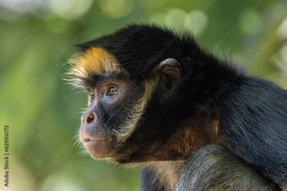 SPIDER MONKEY, ATELES, THE BEST KNOWN MAQUISAPA MONKEY IN THE JUNGLE, ENDANGERED PRIMATE SPIDER MONKEY, ATELES, THE BEST KNOWN MAQUISAPA MONKEY IN THE JUNGLE, ENDANGERED PRIMATE