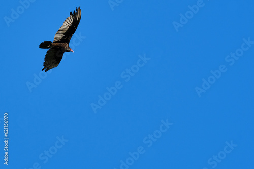 Adult Turkey Vulture in flight