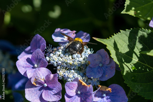 紫陽花の花粉を集めるクマバチ
