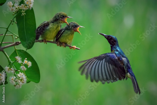 Canvas Print hummingbird in flight