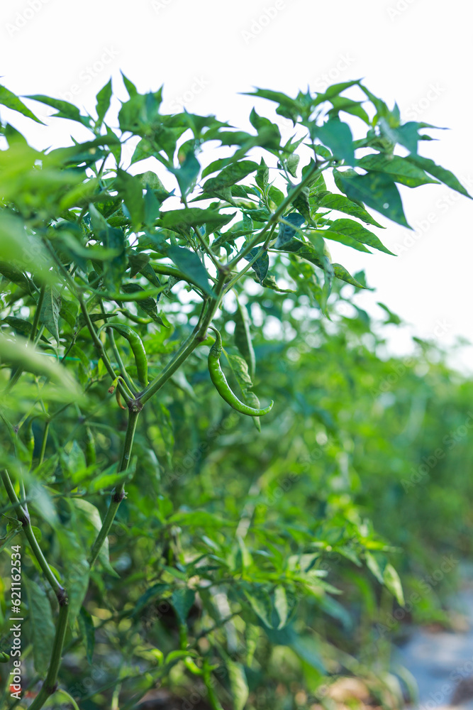 fresh green chilli in tree fresh green chilli in tree