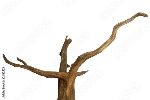 Aged driftwood branches isolated on transparent background. PNG transparency