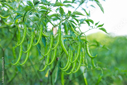 fresh green chilli in tree