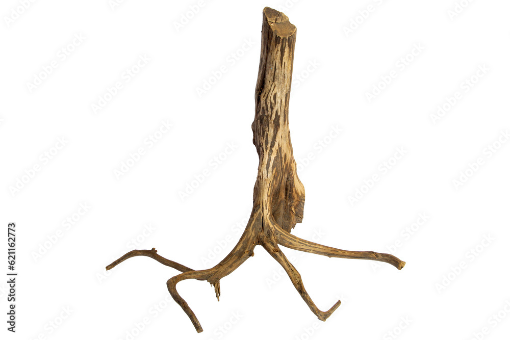 Obraz premium Exotic Driftwood branches tree for aquarium isolated on transparent background. PNG transparency