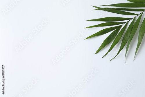 Palm leaves close up on white background