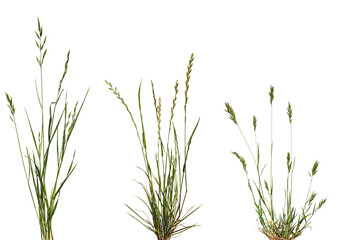 Bundles of green meadow grass with spikelets isolated on white background.