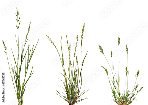 Bundles of green meadow grass with spikelets isolated on white background.