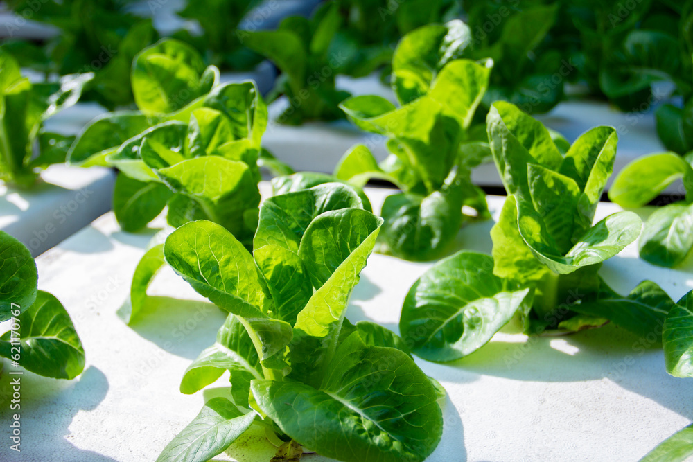 Hydroponics vegetables in a foam box. Organic vegetables. New