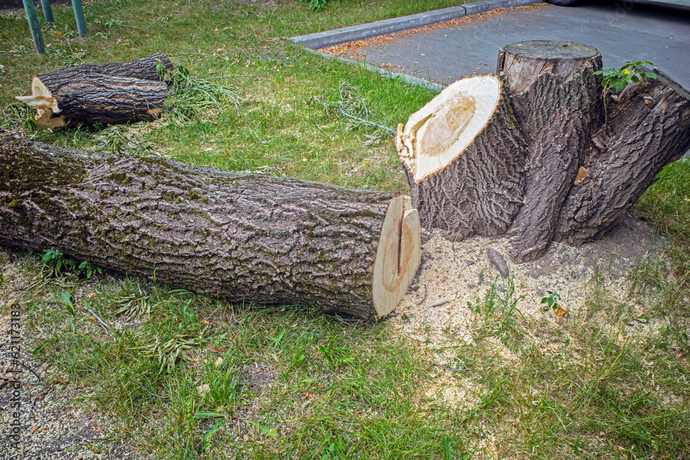 Parts of the trunk of a sawn tree on a summer day Parts of the trunk of a sawn tree on a summer day