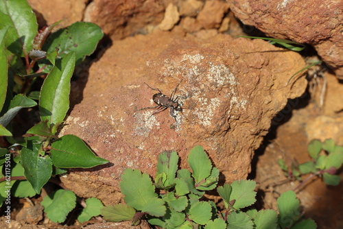 Tiger beetle on the stone of the mountain trail photo